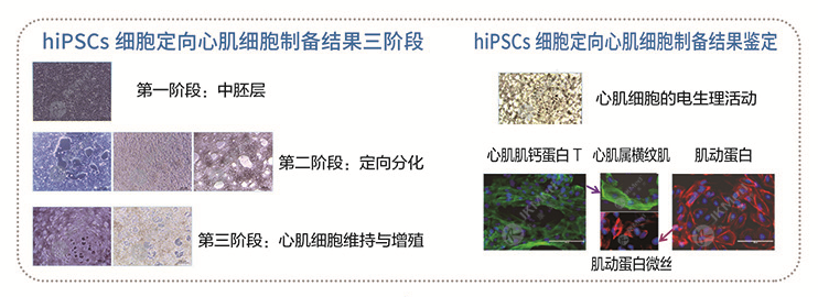 hiPSCs 細胞定向心肌細胞（iCMs）-1.png